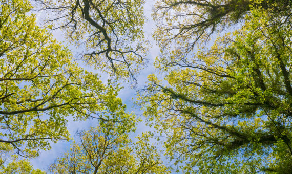 Ein hohes grünes Blätterdach in diesem idyllischen Vertikalpanorama einer Waldlichtung.
