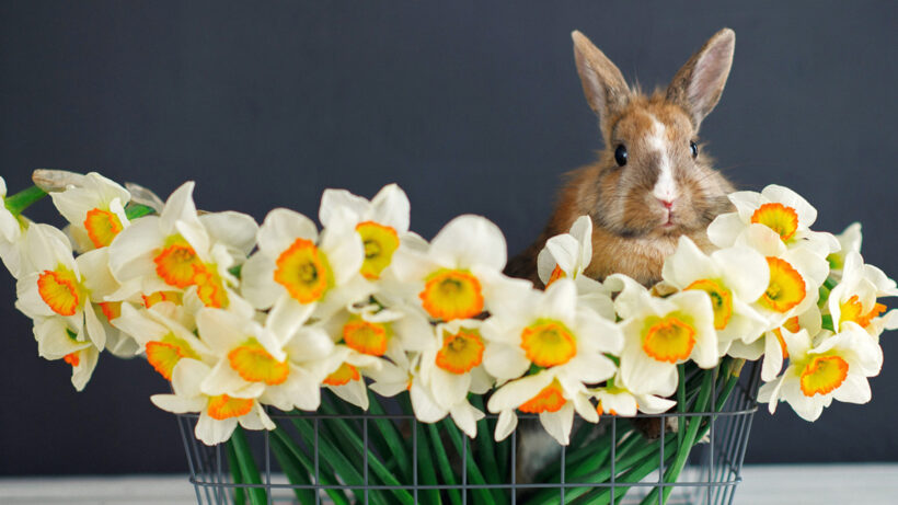 Osterhase mit Osterglocken im Einkaufskorb