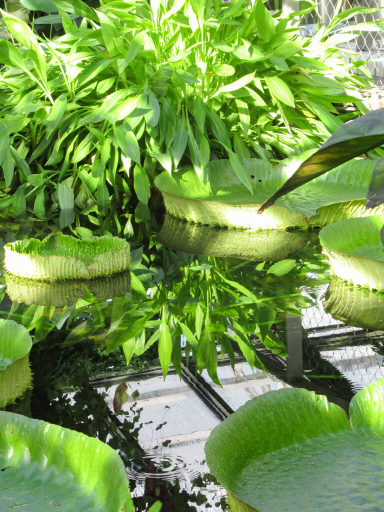 grüne Seerosenblätter auf Wasser
