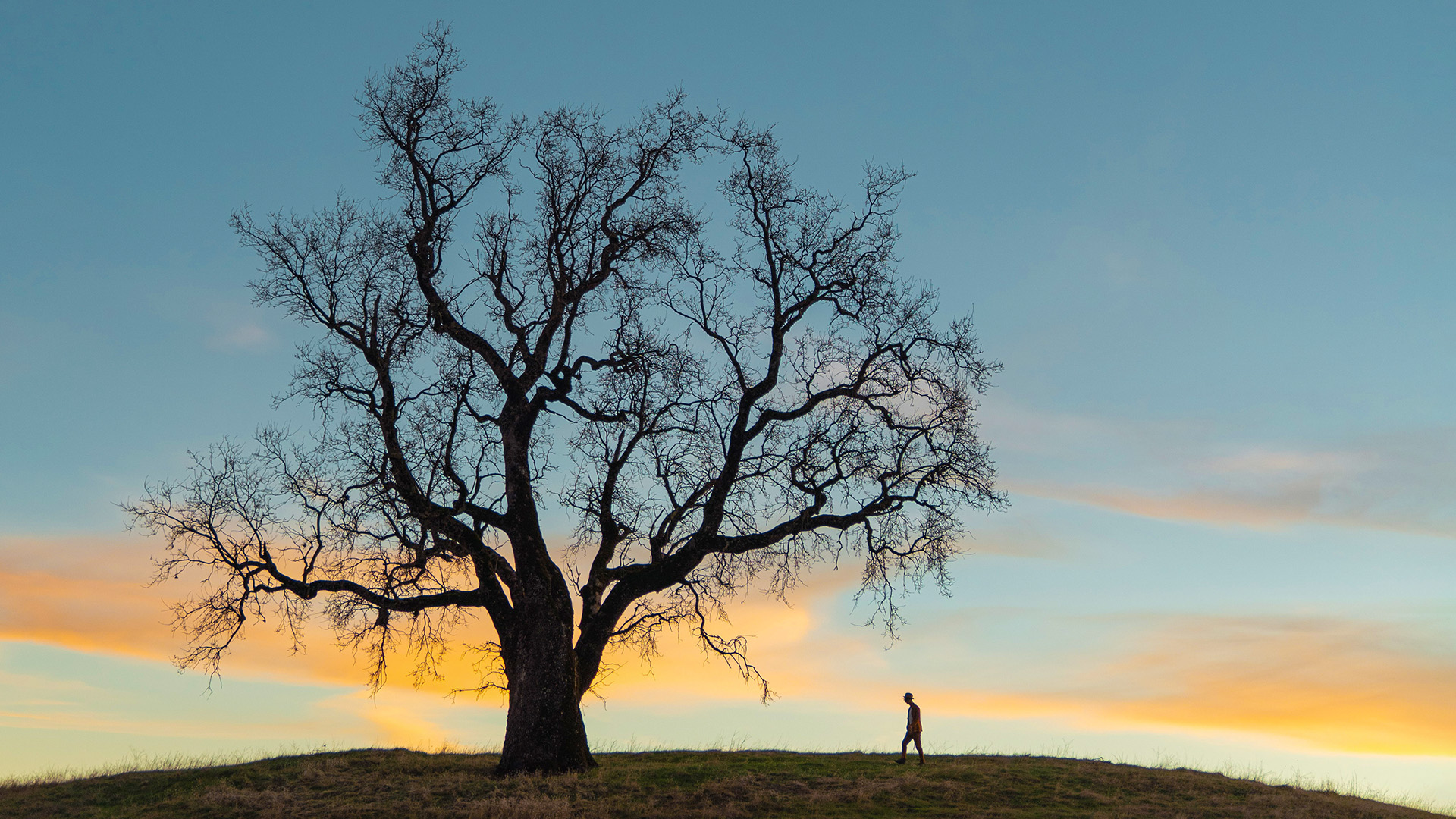 Baum Und Person