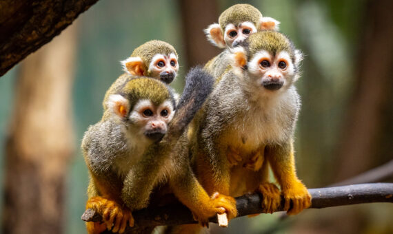 Gruppe von Totenkopfäffchen im Zoo Berlin