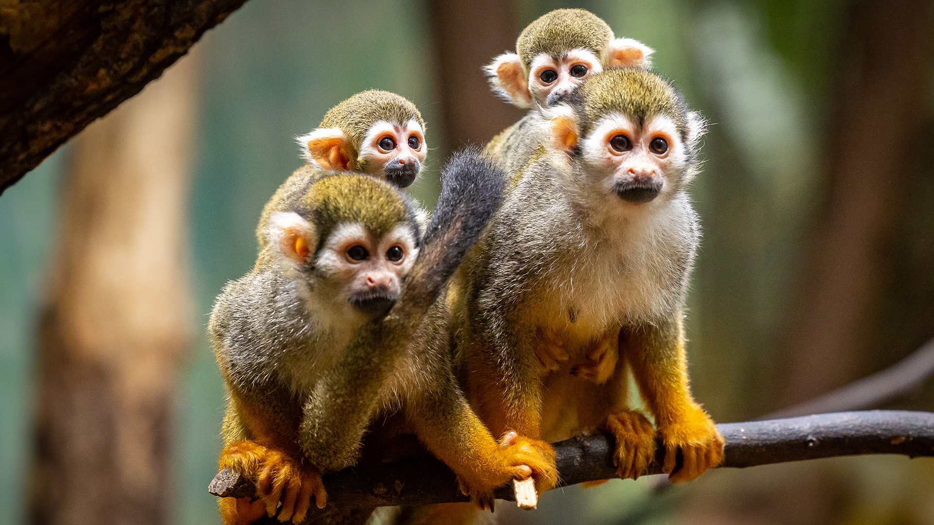 Gruppe von Totenkopfäffchen im Zoo Berlin