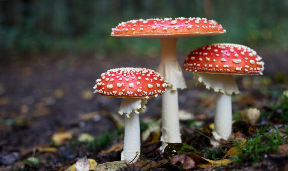 Fliegenpilze auf Waldboden