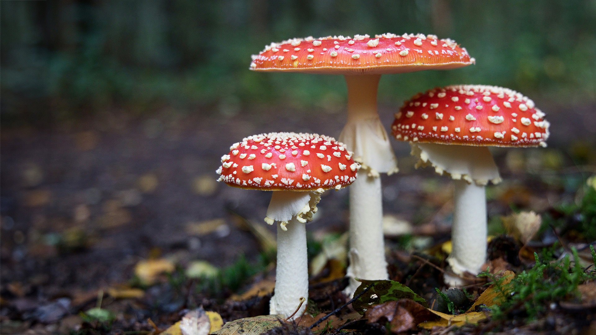 Fliegenpilze auf Waldboden